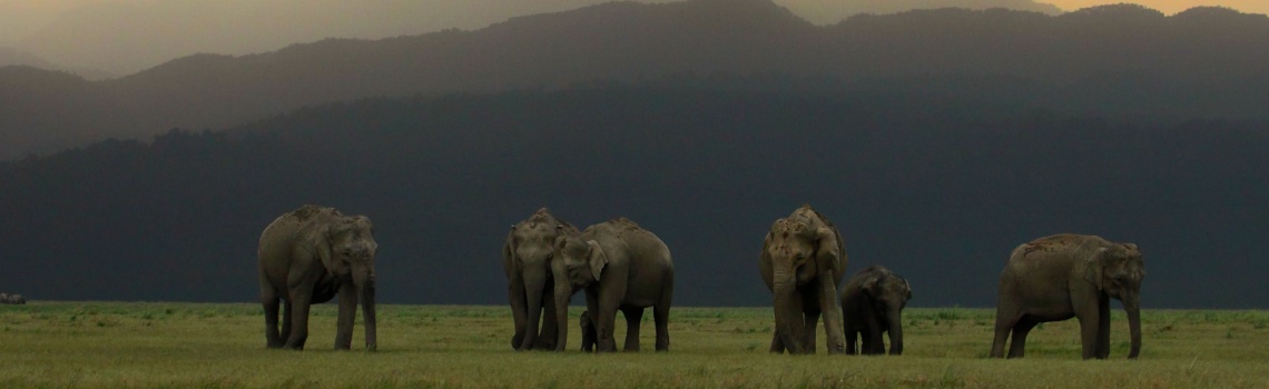 what-to-carry-for-a-thrilling-safari-in-jim-corbett-national-park