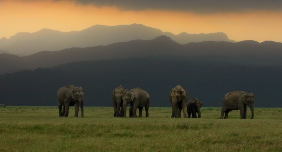 What to Carry for a Thrilling Safari in Jim Corbett National Park