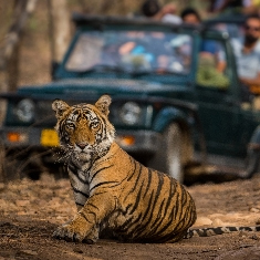 ranthambore