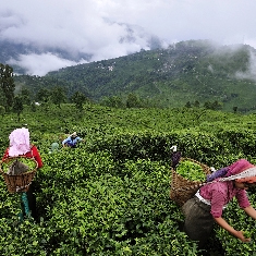 Darjeeling